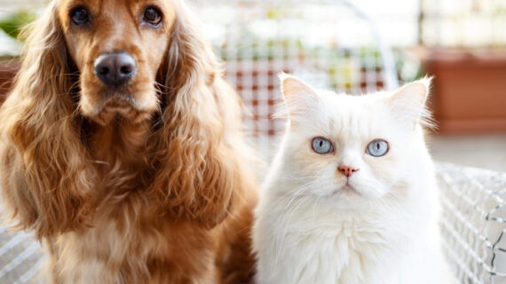 Por qué elegir muebles de madera natural para tu mascota