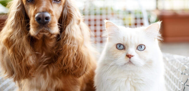 Por qué elegir muebles de madera natural para tu mascota