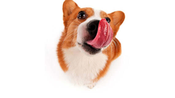 ¿Tu mascota come incómoda?