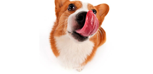 ¿Tu mascota come incómoda?