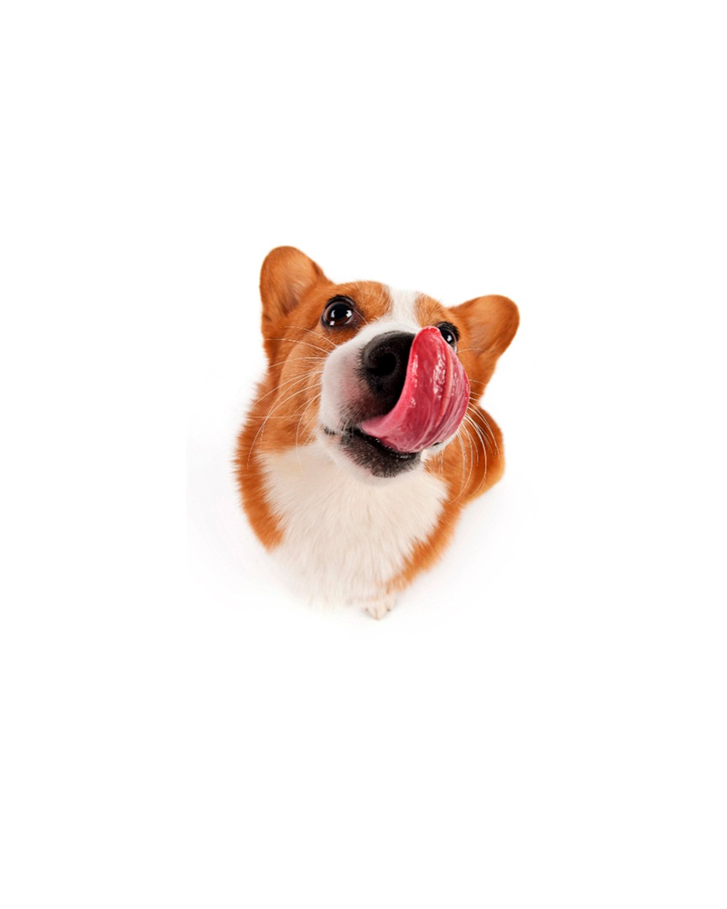 ¿Tu mascota come incómoda?