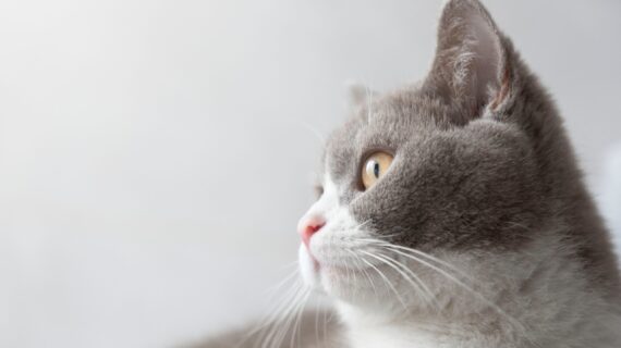 🐾 Gatificar tu hogar: el secreto para un gato feliz (y una casa en armonía)