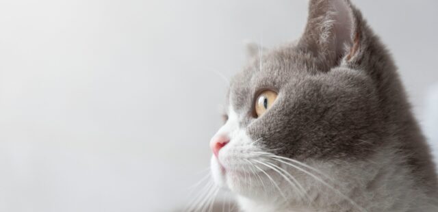 🐾 Gatificar tu hogar: el secreto para un gato feliz (y una casa en armonía)
